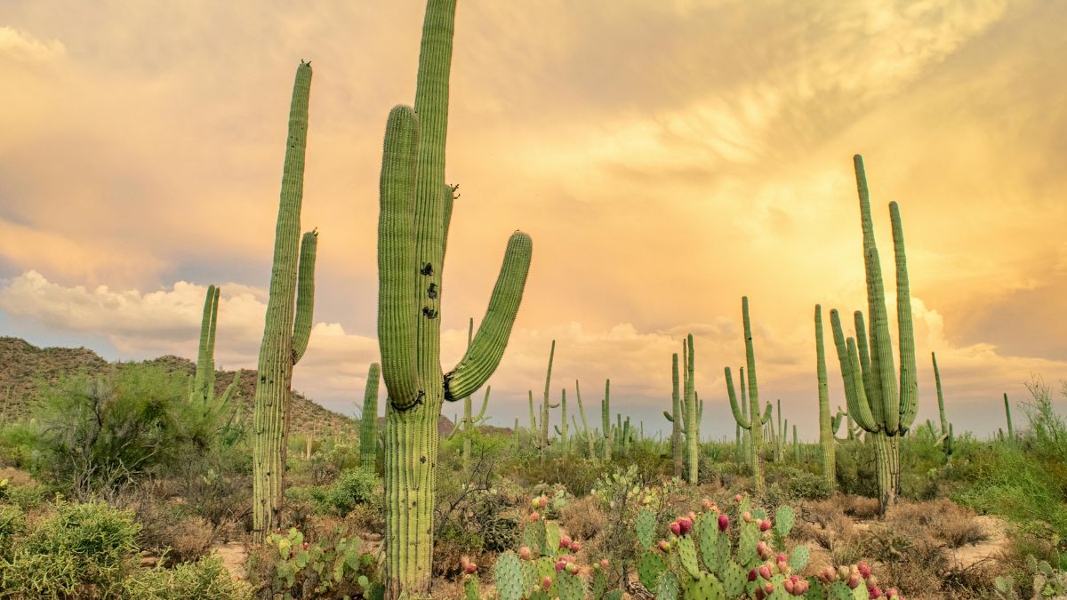 Desierto de Sonora, México.